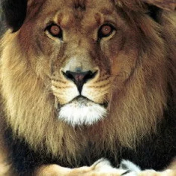 Bongo the Lion