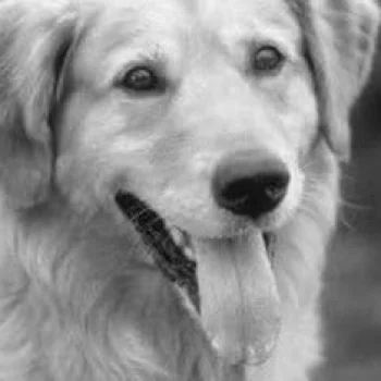 Buddy