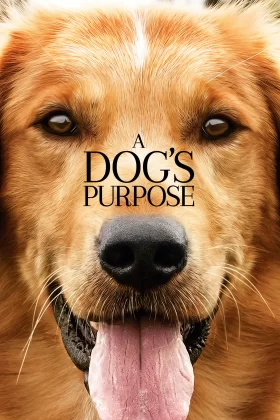Can Dostum - A Dog's Purpose