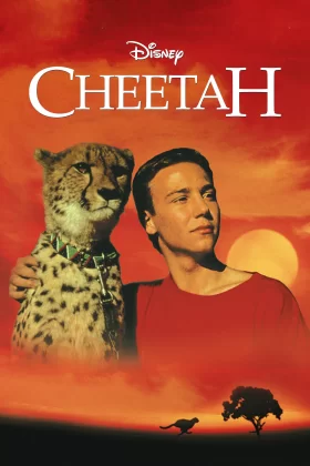 Çita - Cheetah 