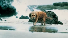 Av Köpeği Benji - Benji the Hunted