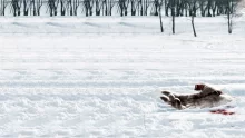 owl-carousel-video-image