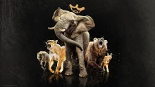 owl-carousel-video-image