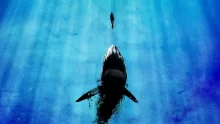 Mavi Korku - Deep Blue Sea