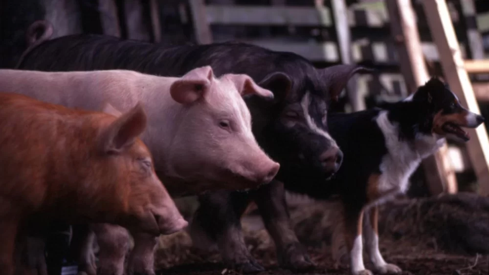 Hayvan Çiftliği - Animal Farm 