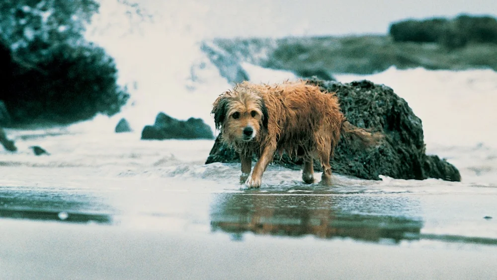 Av Köpeği Benji - Benji the Hunted