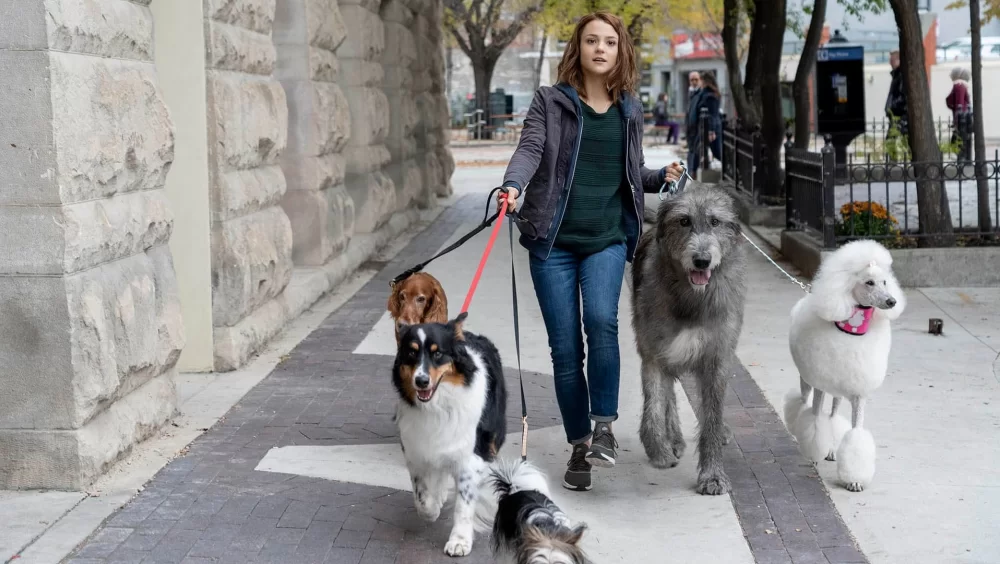 Bir Köpeğin Serüveni - A Dog's Journey