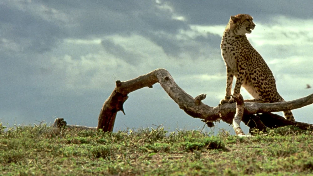 Çita - Cheetah 