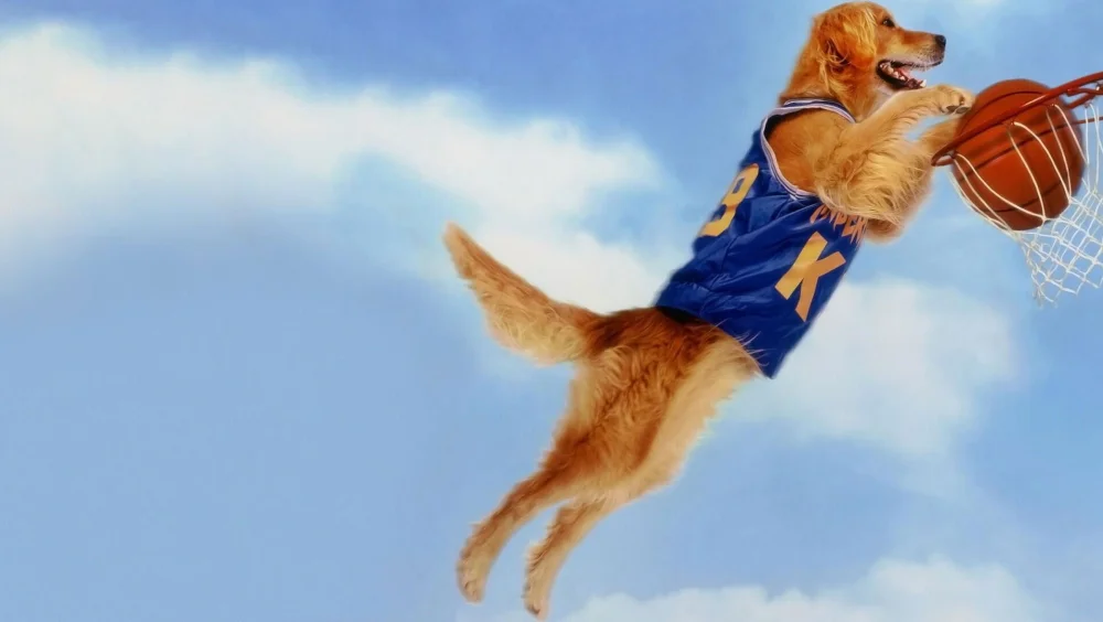 Sayı Kralı Buddy - Air Bud