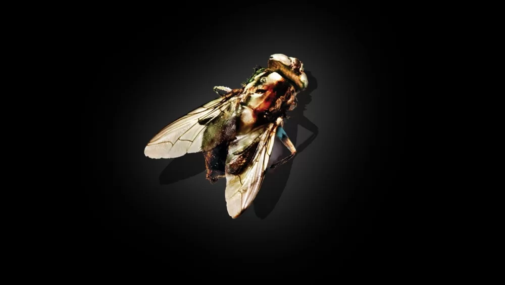 Sinek - The Fly