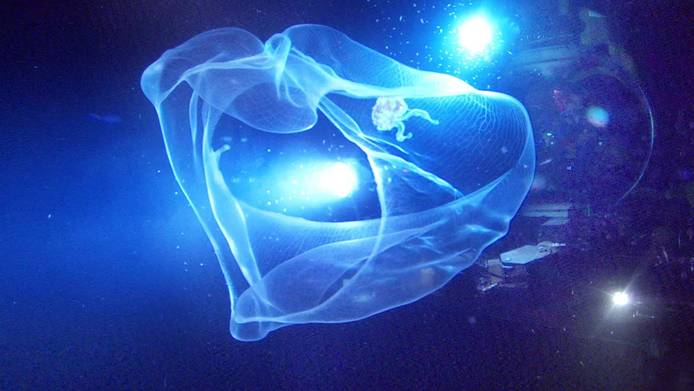 Sualtı Yaratıkları - Aliens of the Deep