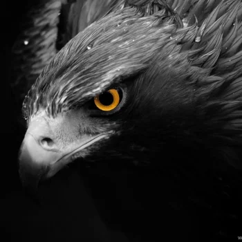 eagle