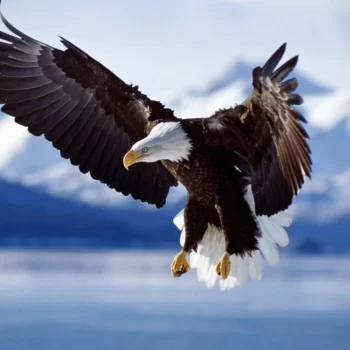 kartal54